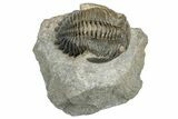 Detailed Hollardops Trilobite Fossil - Ofaten, Morocco #273422-2